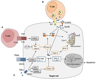 Frontiers | Cytotoxic Pathways In Allogeneic Hematopoietic Cell ...